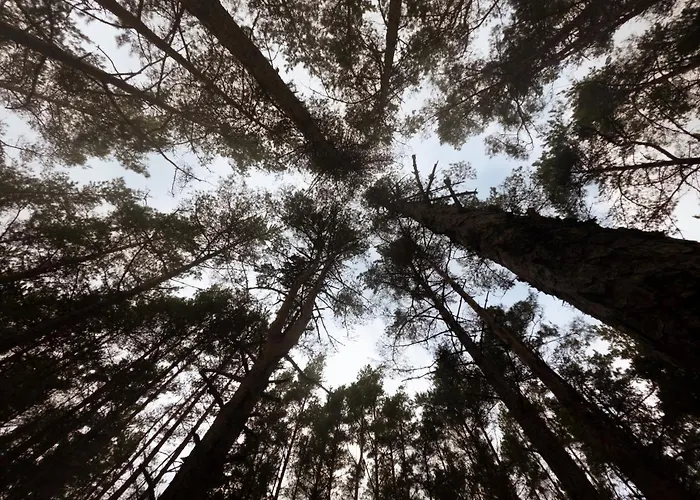 Alpstuga Wuud Paedaste Simisti